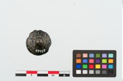 Foto von Bronzehelmniet (NHMW-PRAE-024439)